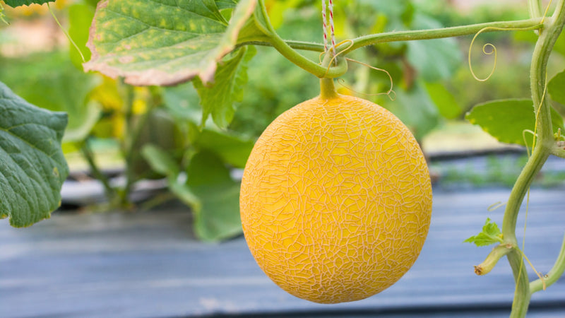 Yellow Cantaloupe Fruit Seeds for Planting