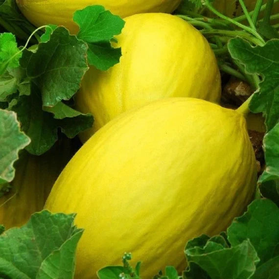 Yellow Cantaloupe Fruit Seeds for Planting