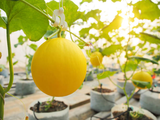 Yellow Cantaloupe Fruit Seeds for Planting