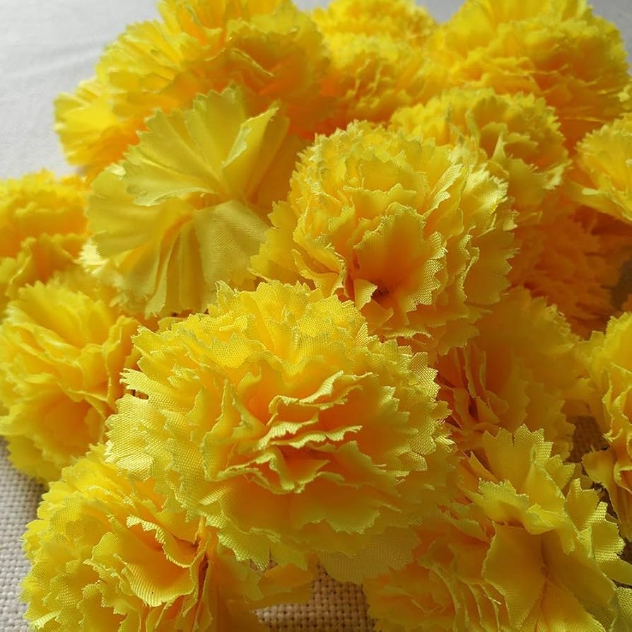 Yellow Carnation flower seeds