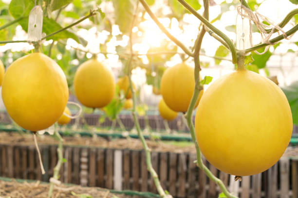 Yellow Casaba Melon Fruit Seeds for Planting – Heirloom Non-GMO Garden Seeds