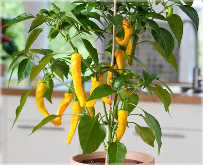 Yellow Chili Pepper Seeds for Planting – Heirloom Non-GMO Garden Seeds