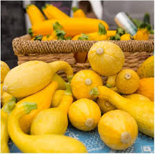 Early Summer Crookneck Squash Seeds for Planting