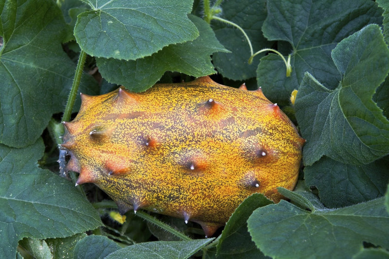 Kiwano Melon Seeds for Planting – Heirloom Non-GMO Garden Seeds