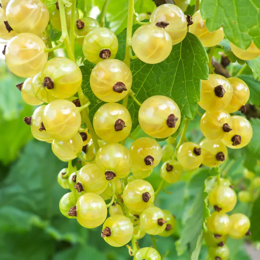 yellow currant seeds