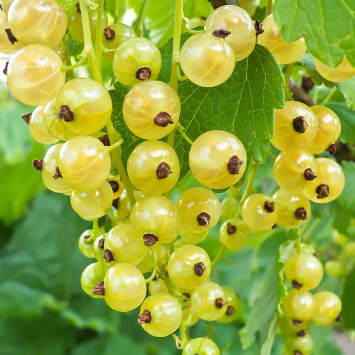 yellow currant seeds