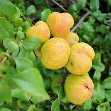yellow cydonia seeds