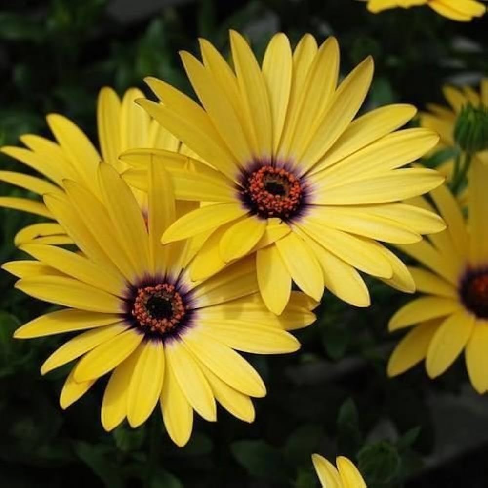 Yellow Dimorphotheca flower seeds