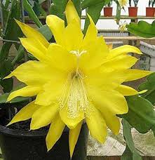 Yellow Epiphyllum Flowers in Hanging Basket