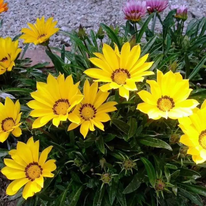 Yellow Gazania flower seeds