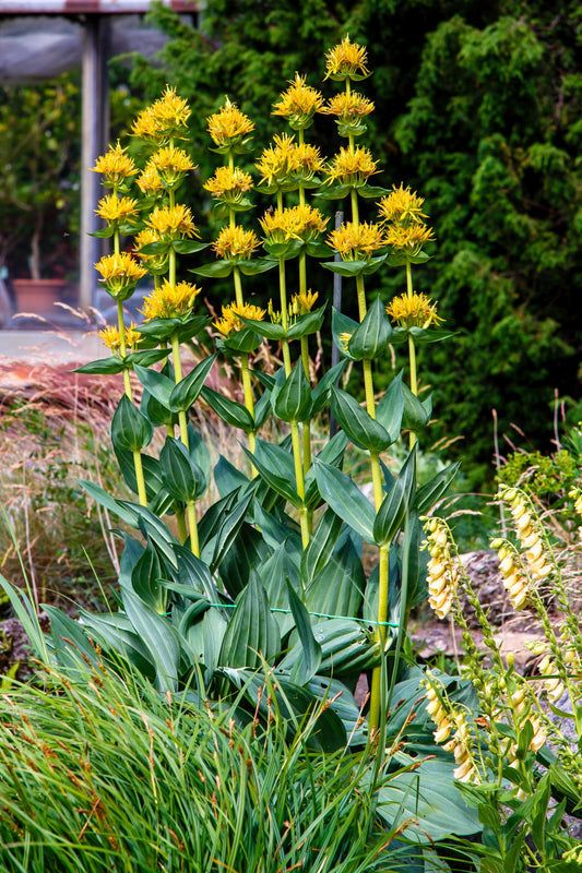 Great Yellow Gentian Herb Seeds for Planting – Heirloom Non-GMO Garden Seeds