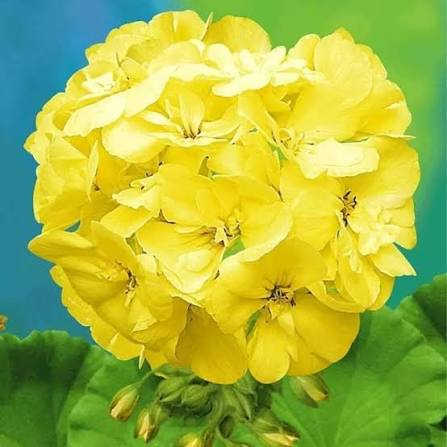 Yellow Geranium Flowers in Ornamental Garden Display
