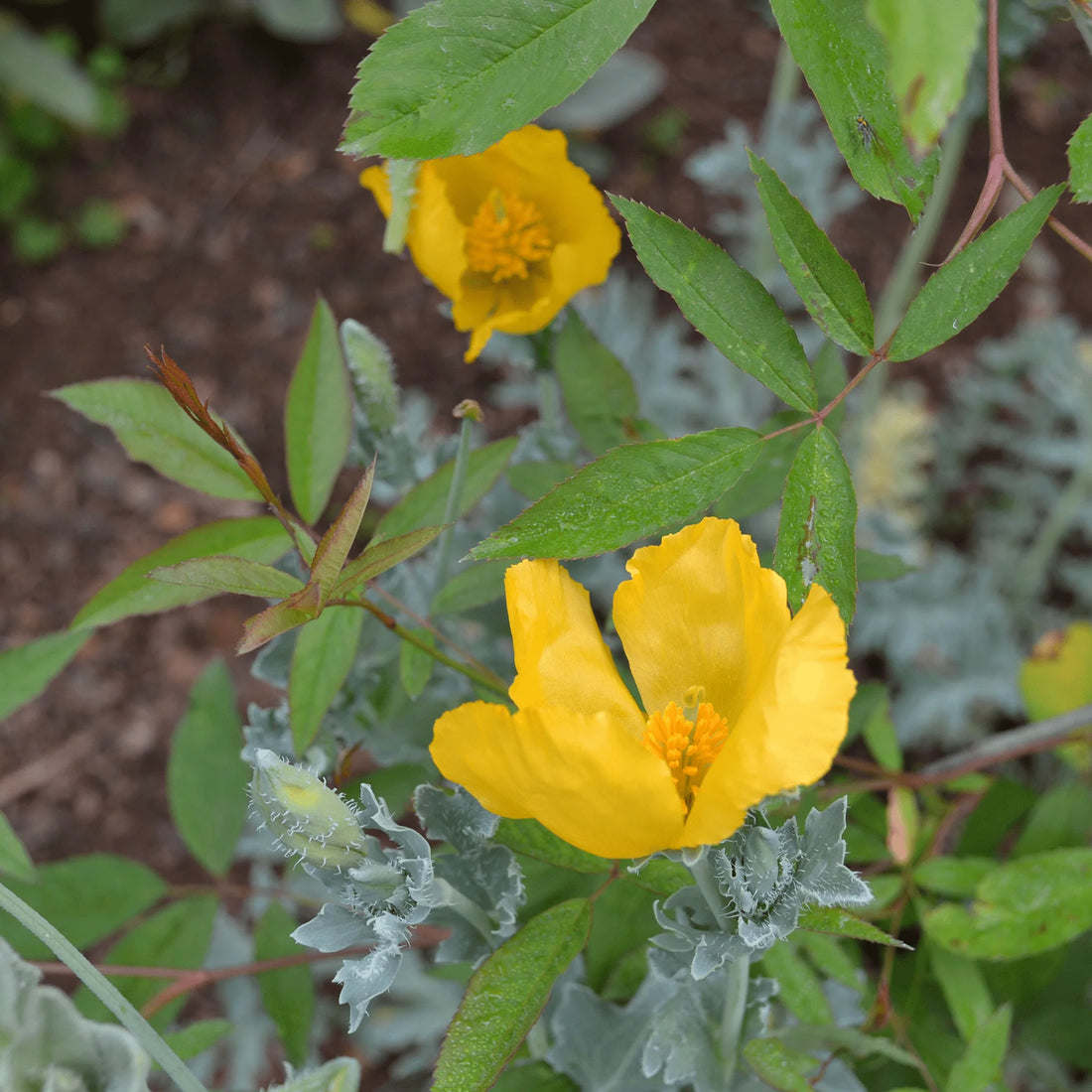 Glaucium Flavum flower seeds