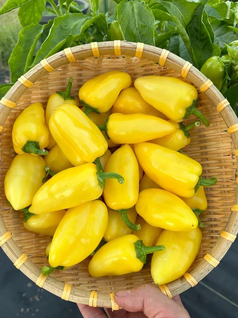 Yellow Jalapeño Pepper Seeds for planting with mature yellow jalapeño peppers growing on healthy garden plants