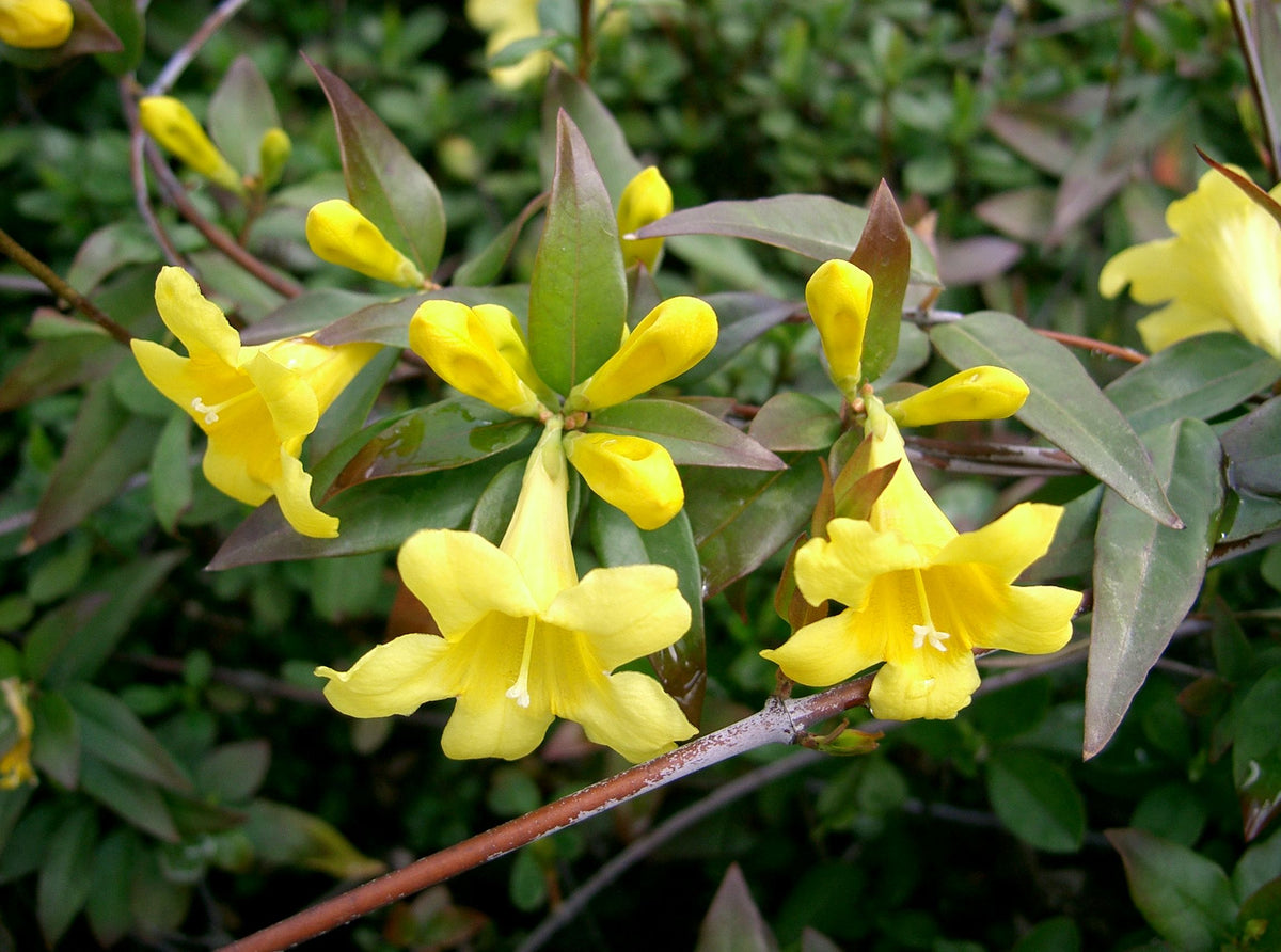 Yellow Jessamine flower seeds for growing a fragrant climbing vine with golden yellow trumpet-shaped flowers and glossy green foliage.