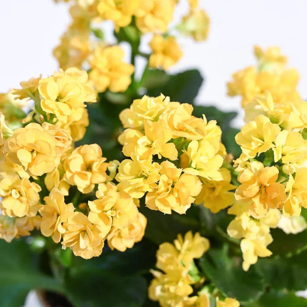 Yellow Kalanchoe flower seeds