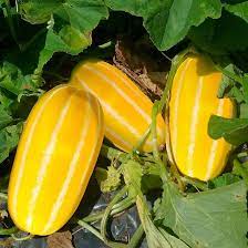yellow korean melon seeds