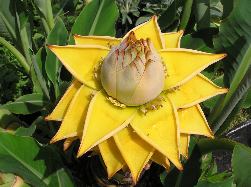 Yellow Lasiocarpa Fruit Seeds for Planting – Rare Tropical Fruit Seeds