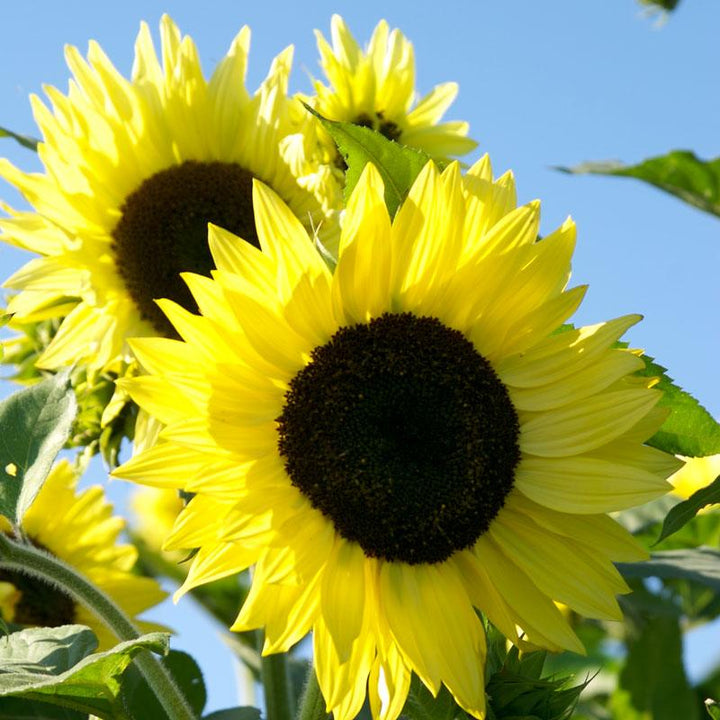 Yellow Lemon flower seeds
