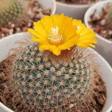 Yellow Leuchtenbergia Flower in Bloom