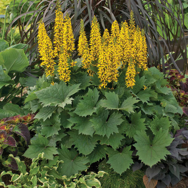 Yellow Ligularia flower seeds