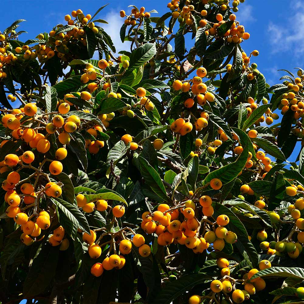 yellow loquat seeds