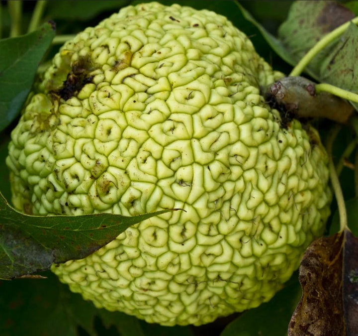 Yellow Maclura Fruit Seeds for Planting – Heirloom Non-GMO Garden Seeds