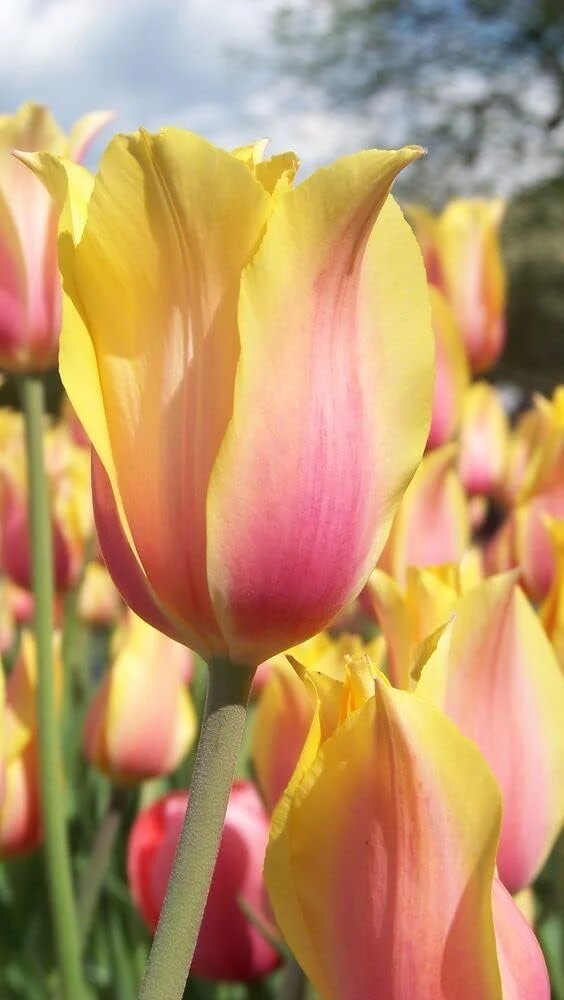 Yellow and pink tulip flowers growing in a sunny garden