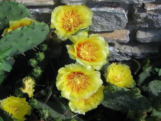 Yellow Prickly Pear Cactus Flower Seeds for Planting – Heirloom Non-GMO Garden Seeds