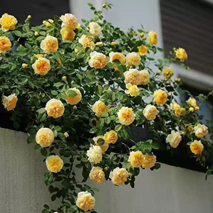 Yellow Rose flower seeds