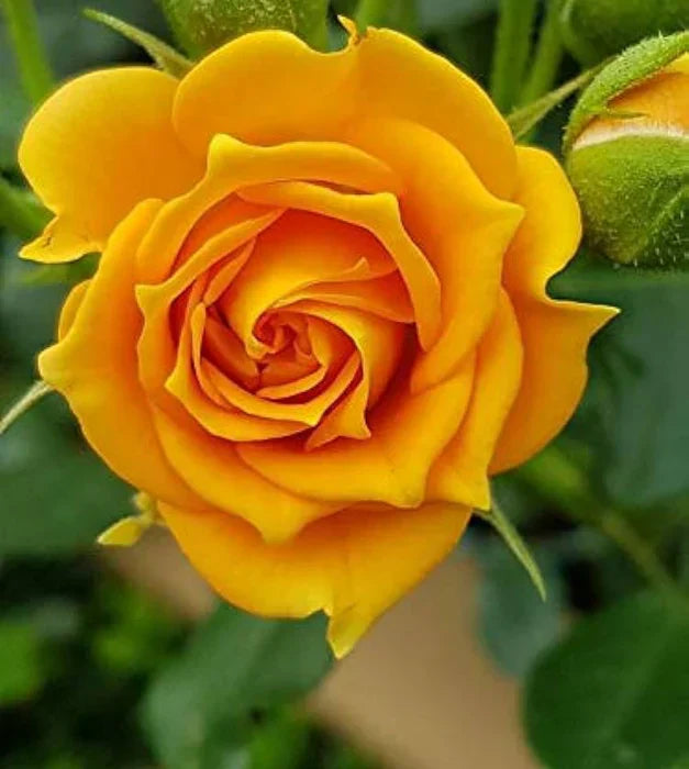 Yellow Rose flower seeds