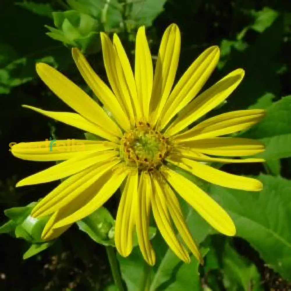 Yellow Silphium flower seeds