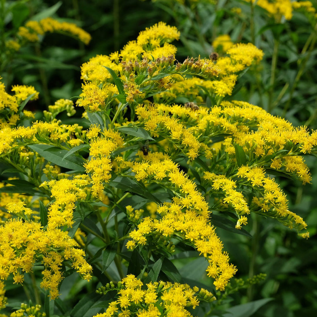 Yellow Solidago flower seeds