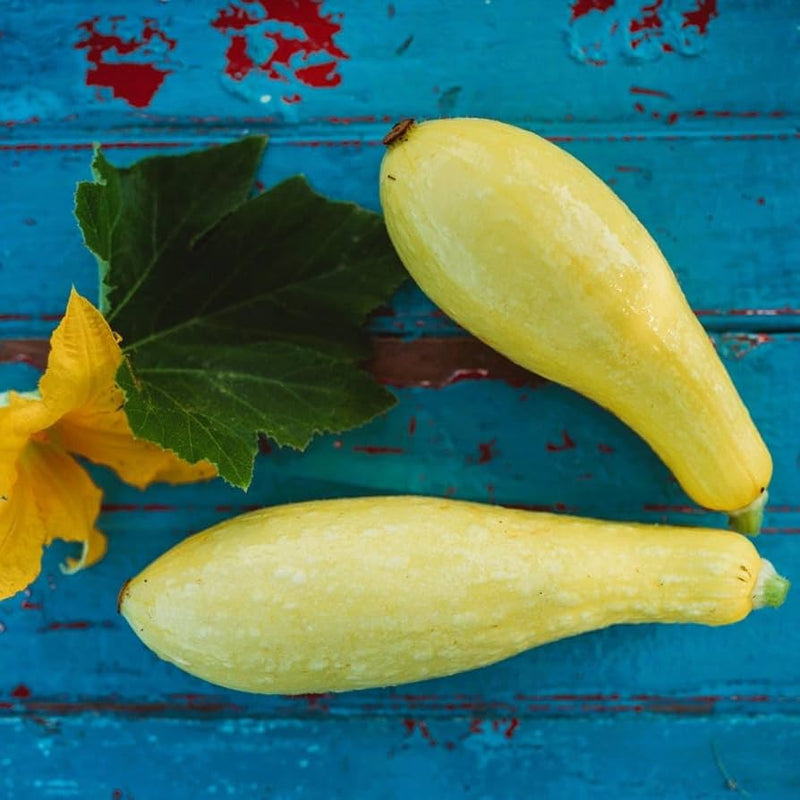 Straightneck Summer Squash Seeds for Planting – Heirloom Non-GMO Garden Seeds