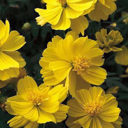 Vibrant yellow Sunshine Cosmos flowers blooming in a sunny garden