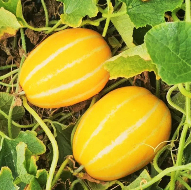 Yellow Sweet Melon Seeds for Planting – Heirloom Non-GMO Garden Seeds