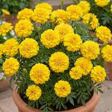 Bright yellow marigold flowers blooming in a sunny home garden