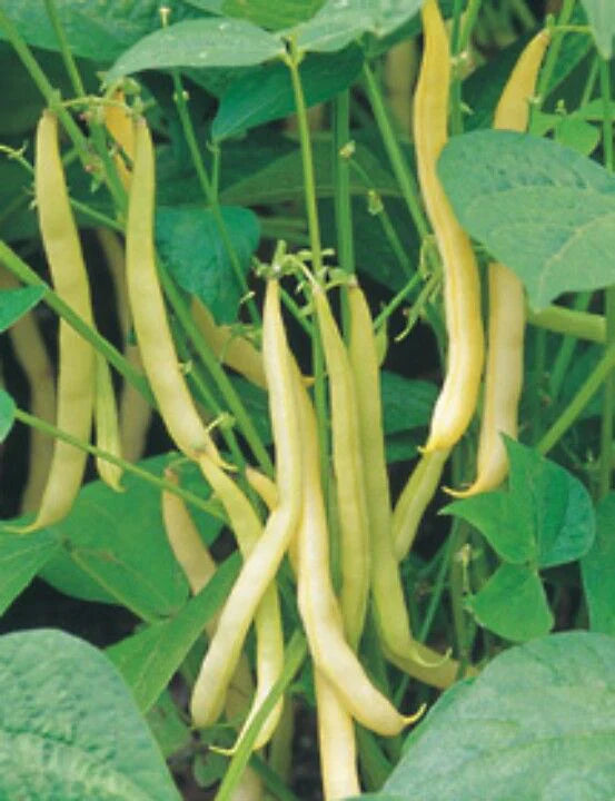 Yellow Wax Bush Bean Seeds