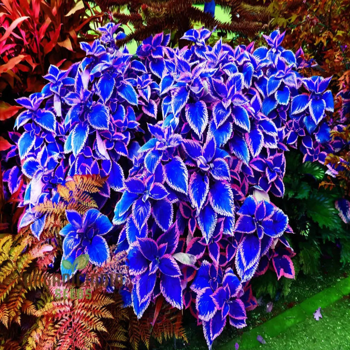 Blue Dragon flower seeds