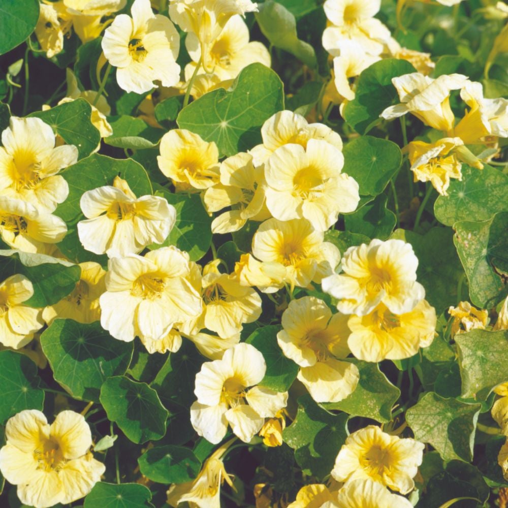 Yellow White flower seeds