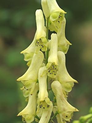 Yellow wolfsbane (Aconitum vulparia) with pale yellow hood-shaped flowers, upright stems, and deeply divided green foliage growing in a shaded woodland garden.