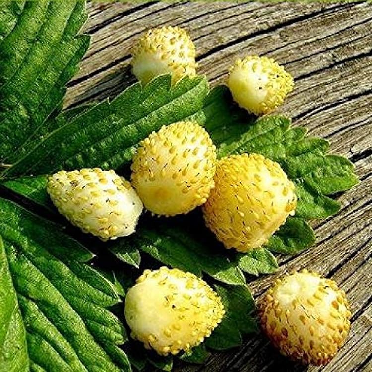 Yellow Wonder Alpine Strawberry Fruit Seeds for Planting – Heirloom Non-GMO Garden Seeds