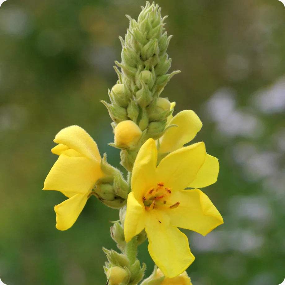 Yellow Woolly flower seeds