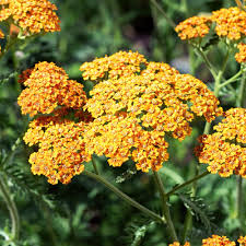 Yellow Yarrow Flowers in Sunny Perennial Garden