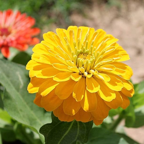 Yellow Zinnia flower seeds