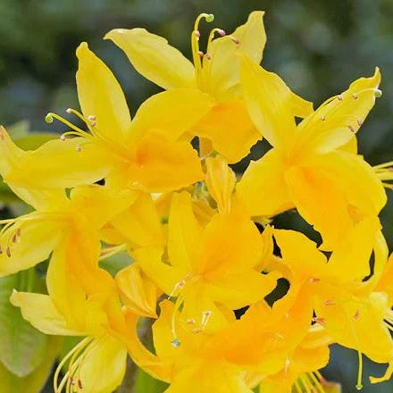 Yellow Green flower seeds