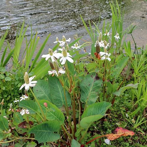 Yerba Mansa White Flowers