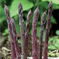 Young Asparagus Plants Growing in Vegetable Garden
