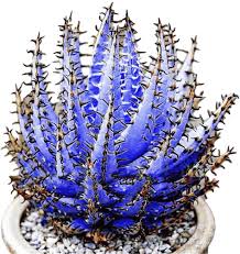 Blue Green Aloe Vera Plant Growing in Container