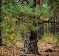 Deodar Cedar with Blue Green Evergreen Needles